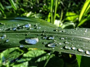 Dew Drops