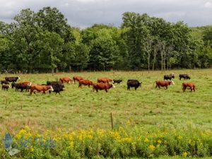 Herd Heading Home