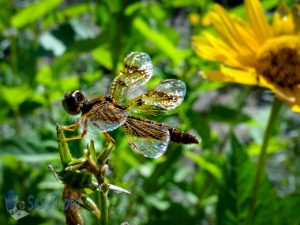 Dragonfly Resting