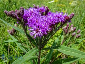 Prairie Ironweed