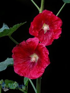 Late Hollyhocks