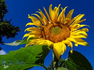 Sunflower Enjoying the Sun