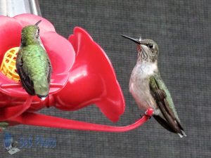 Upset Hummingbird