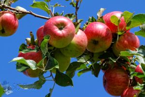 Apples Ripening