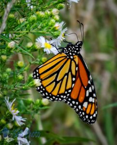 Monarch Enjoying Wild Asters