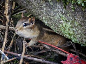 Busy Chipmunk