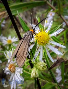 Moth Collecting Nectar