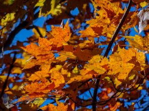 Leaves Before Take Off