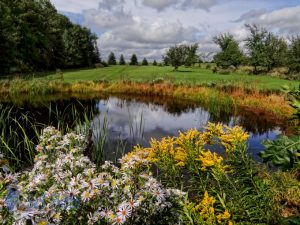 Wet Fall at the Pond