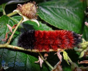 Raspberry Eating Woolly Bear