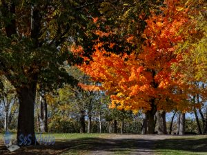 Slowly Moving Towards Autumn