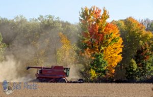 Soybean Harvest