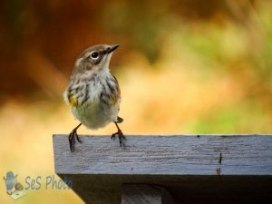 Bird in Autumn Glow