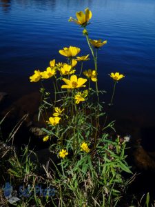 Yellow on Water's Edge