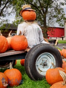 Pretty Pumpkins