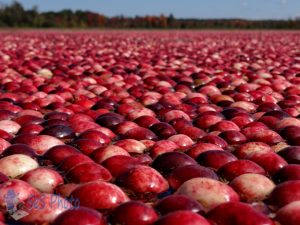 Cranberries Floating