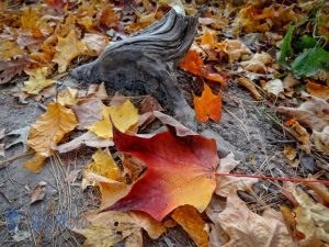 Color on the Ground