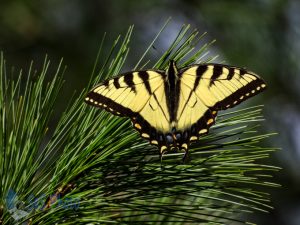 November Tiger Swallowtail