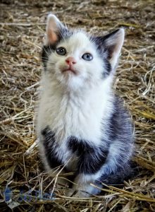 Fall Kitten