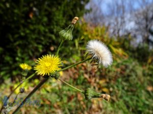 Late Fall Sow Thistle