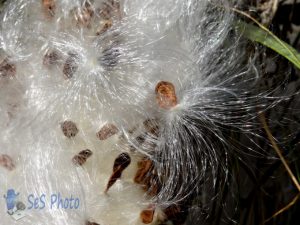 Milkweed Seeds