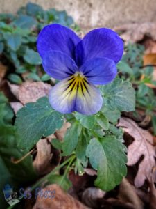 Late Viola