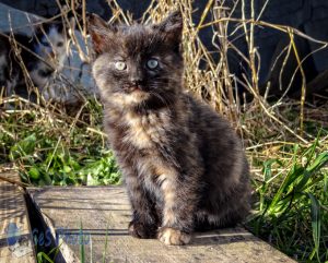 Kitten in Chilly Sunshine