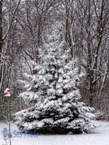 First Snow