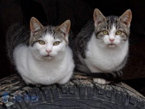 Cats on Tire