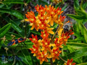 Butterfly Weed