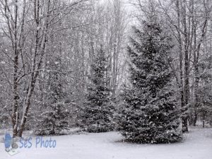 Falling Snow