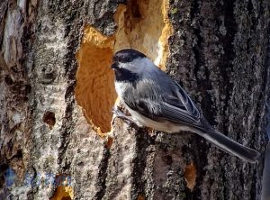 Happy Chickadee