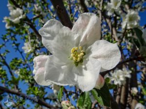 White of Apple Blossom