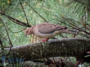 Dove Hiding