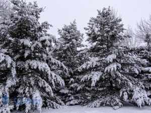 A Cloudy Winter Day