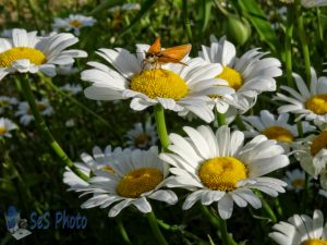 Summertime Daisies