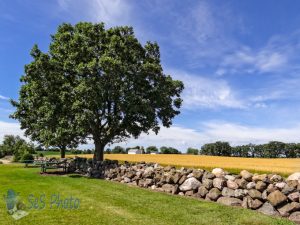 Picnic under the Oak Tree