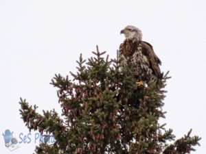 Juvenile Bald Eagle