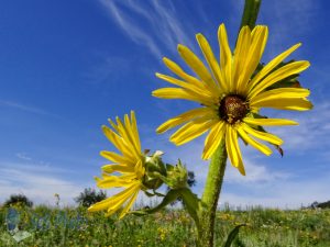 A July Hike Admiring Wildflowers