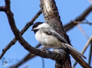 Chickadee in the Cold