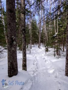 Winter Hike Through the Woods