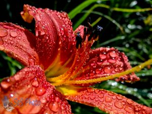 Lily Raindrops