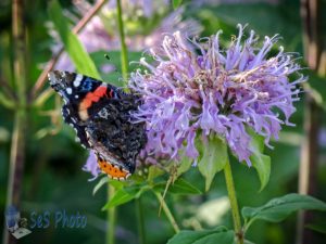 Red Admiral on Wild Bergamot