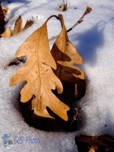 Leaves Melting the Snow