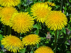 Sunny Weeds