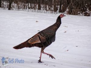 Turkey Making Tracks