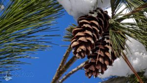 Winter Pine Cones