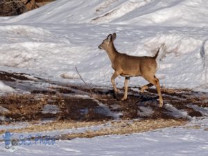 Wintertime Deer