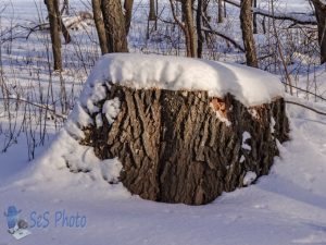 Snow-capped Stump