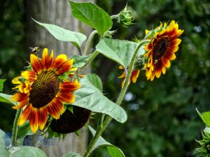 Sunflowers in August